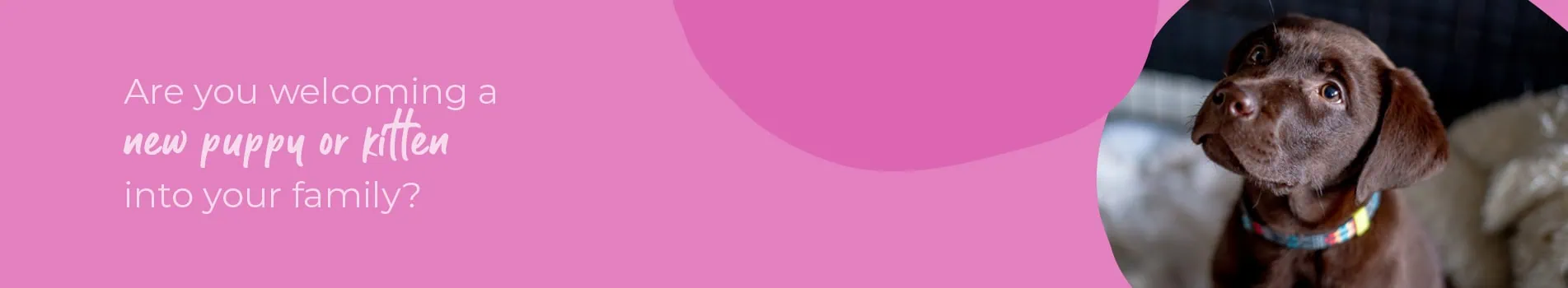 Welcoming your new puppy or kitten