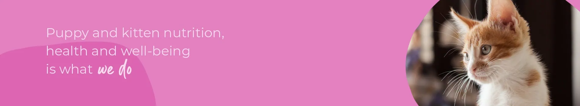 Welcoming your new puppy or kitten