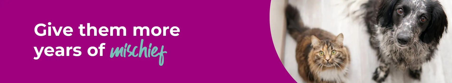 Is your pet aged eight or above? Help them live happier and healthier lives in their later years with regular check ups