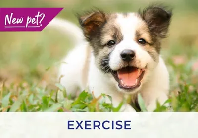Staveley Vets advise on exercising your puppy and kitten